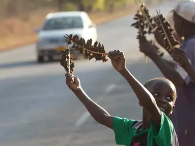 Sejumlah anak menjual daging tikus yang sudah diolah menjadi makanan di Chidza, Zimbabwe (23/9). Hewan kecil yang ditangkap di ladang jagung ini biasanya dipanggang lalu disajikan sebagai makanan oleh warga setempat. (AP Photo/Tsvangirayi Mukwazhi)