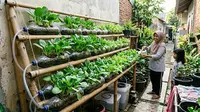 6 Trik Hidroponik Murah agar Sayuran Tumbuh Lebih Cepat dan Subur, Panen Melimpah