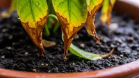 8 Cara Mengatasi Tanaman Layu Setelah Dipindahkan ke Pot Baru, Anti Gagal dan Tak Bikin Mati