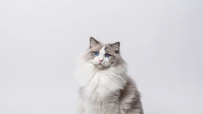 Dari Sphynx sampai Ragdoll, Ini Jenis Kucing Ras Paling Ramah dan Penyayang