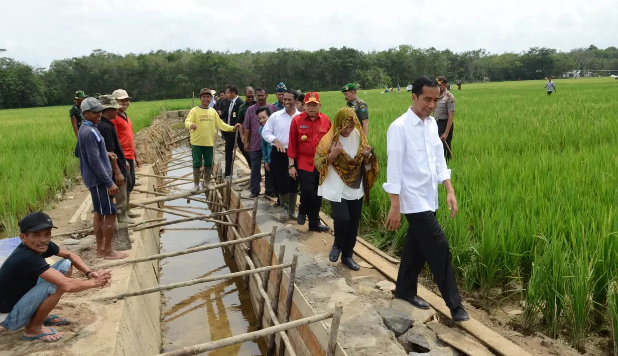 Presiden Joko Widodo berserta rombongan saat blusukan ke pembangunan saluran irigasi tersier di Bendungan Irigasi Tersier Desa Mandor Kabupaten Landak, Kalbar, Selasa (20/1/2015). (Rumgapres/Agus Suparto)