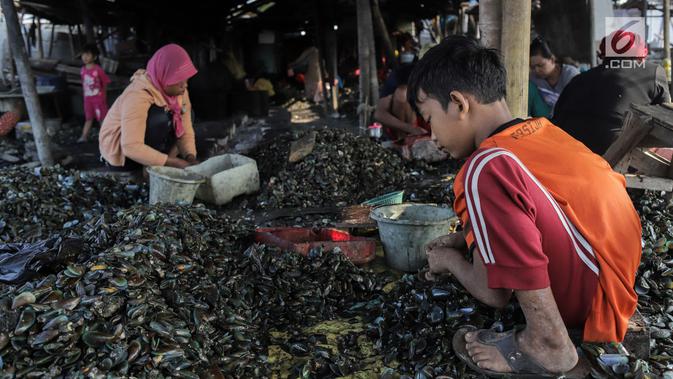 Seorang anak membantu ibunya mengupas kerang hijau di Kampung Nelayan Muara Angke, Jakarta, Rabu (3/7/2019). Dengan penghasilan rata-rata Rp 30 ribu/hari, para buruh pengupas kerang hijau tersebut harus cukup memenuhi kebutuhan hidup keluarganya. (Liputan6.com/Faizal Fanani)