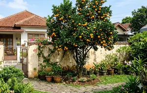 8 Pohon Buah Pendek untuk Taman Rumah Kecil, Cocok Ditanam di Pot