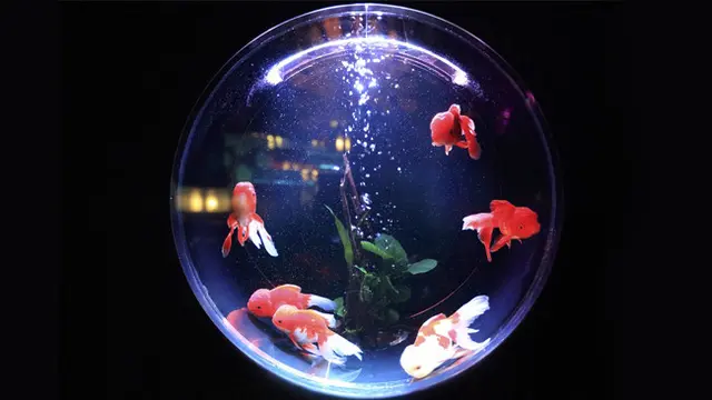 Glofish