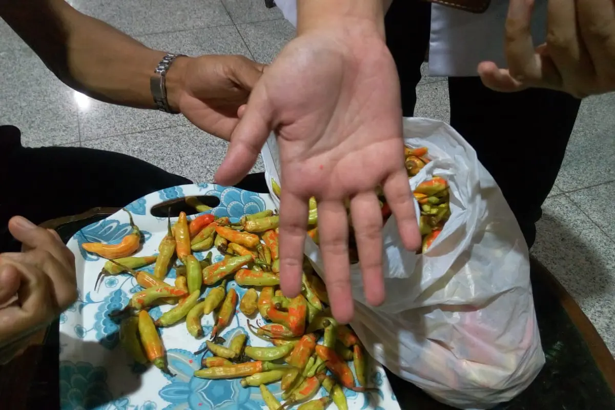 Petugas Loka POM di Banyumas menunjukkan pewarna cabai yang rontok di tangan ketika dipegang, Rabu (30/12/2020). (Foto: Liputan6.com/Rudal Afgani Dirgantara)