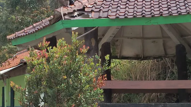 Salah satu monyet ekor panjang tengah berada di atap salah satu gazebo taman wisata alam Talaga Bodas, Garut, jawa Barat, setelah mencuri makanan milik pengunjung. (Liputan6.com/Jayadi Supriadin)