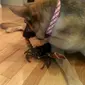 Anjing itu pernah disimak melindungi bayi, anak kucing, dan bahkan ular peliharaan, tapi belum pernah dengan seekor lobster. 