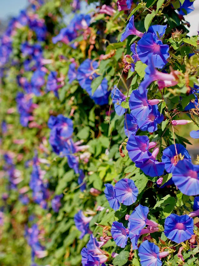 Thunbergia atau Terompet Biru