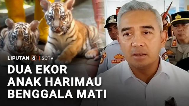 Terdapat dua ekor anakan harimau Benggala, berusia 8 bulan milik Kebun Binatang Bandung atau Bandung Zoo, dilaporkan mati. Kedua ekor anak harimau itu terinfeksi virus mematikan sejak lahir.