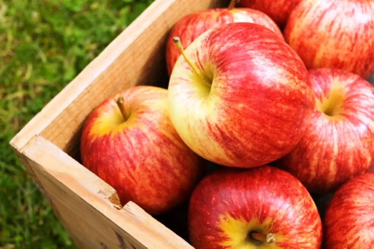 Ilustrasi buah apel (iStock)