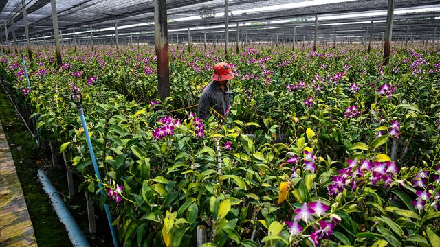 Pandemi dan perang Ukraina merugikan industri anggrek Thailand. (Lillian SUWANRUMPHA / AFP)