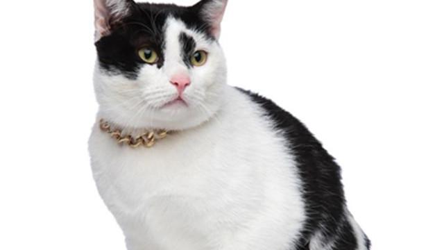 Kalung Kucing