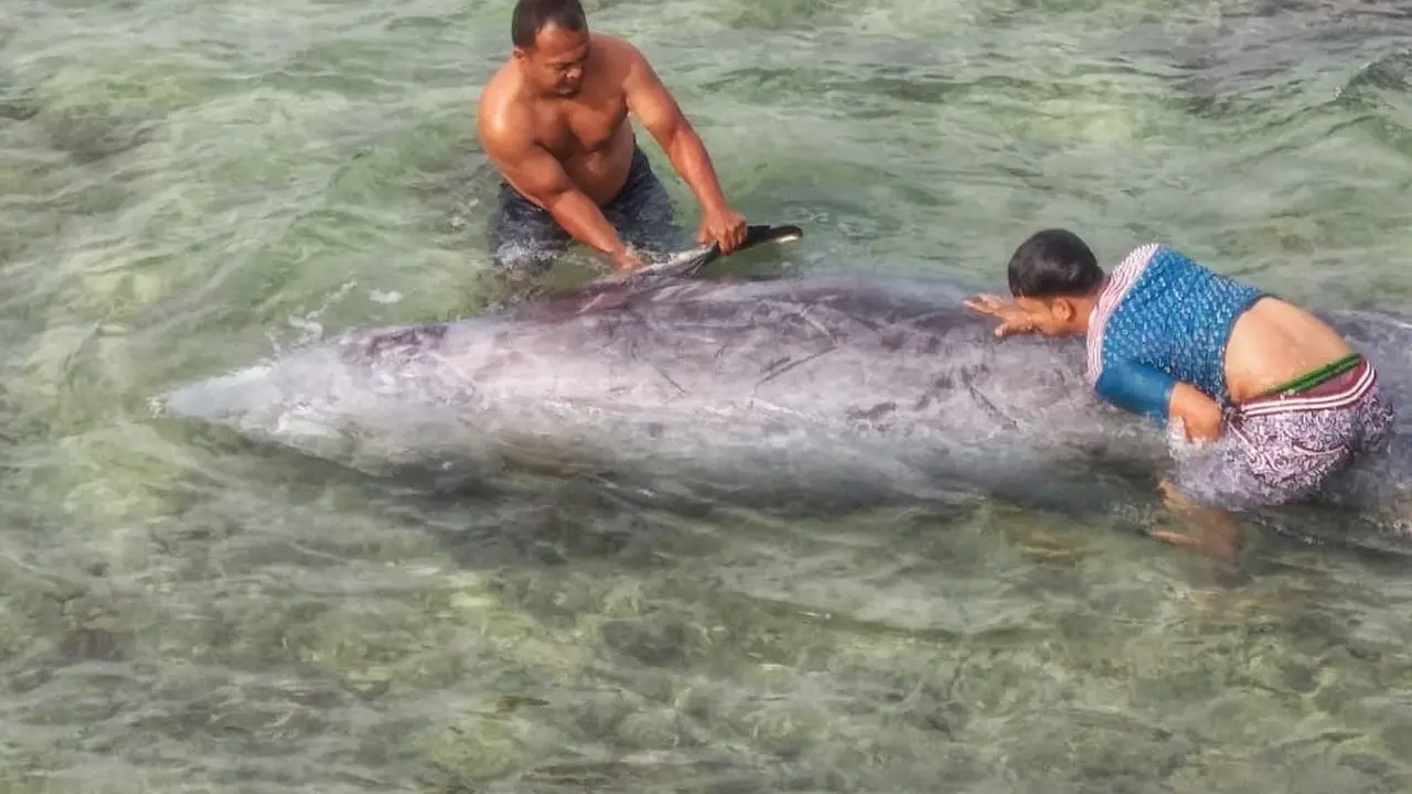 Paus berparuh Cuvier terdampar di pantai Aceh Selatan
