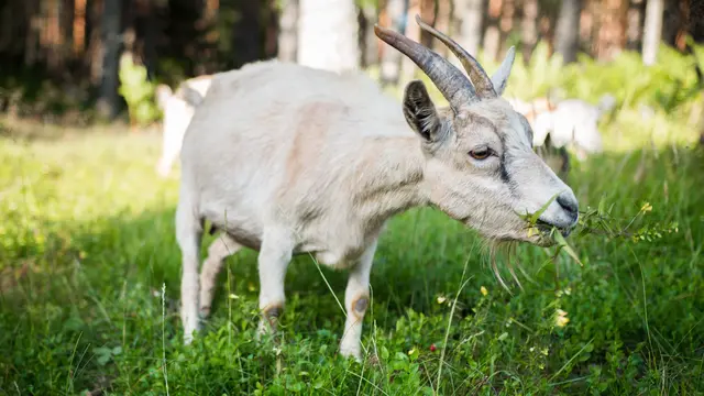 Ilustrasi kambing | Maria Tyutina dari pexels.com