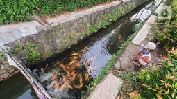 Seorang anak melihat ikan yang dibudidaya di sepanjang saluran air di Puri Pamulang, Tangerang Selatan, Minggu (13/8/2020). Jenis ikan mas yang dibudidaya warga memberikan manfaat ekonomis di masa pandemi Covid19. (Liputan6.com/Fery Pradolo)