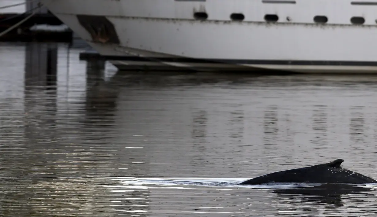 Seekor paus yang terdampar di Pelabuhan Puerto Madero, Buenos Aires, Argentina, Senin (3/8/2015). Peristiwa tersebut sempat menjadi perhatian warga yang berada di sekitar pelabuhan tersebut.(REUTERS/Marcos Brindicci)