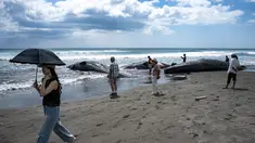 Orang-orang melihat paus sperma yang mati di Pantai Heisaura, kota Tateyama, Prefektur Chiba, Jepang pada 31 Juli 2025. (Philip FONG/AFP)
