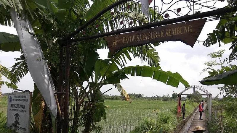 Cara Kreatif Denpasar Datangkan Uang dari Sawah Satu-satunya