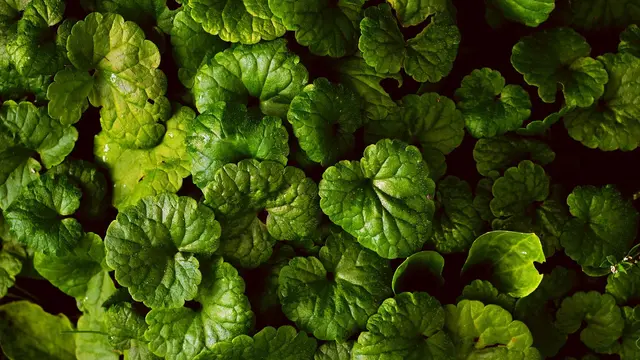 Ilustrasi Creeping Charlie, ground ivy, Tanaman Hias yang Mengundang Ular ke Rumah
