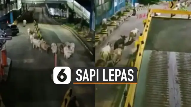 VIDEO: Viral Sapi-Sapi Lepas di Pelabuhan Merak