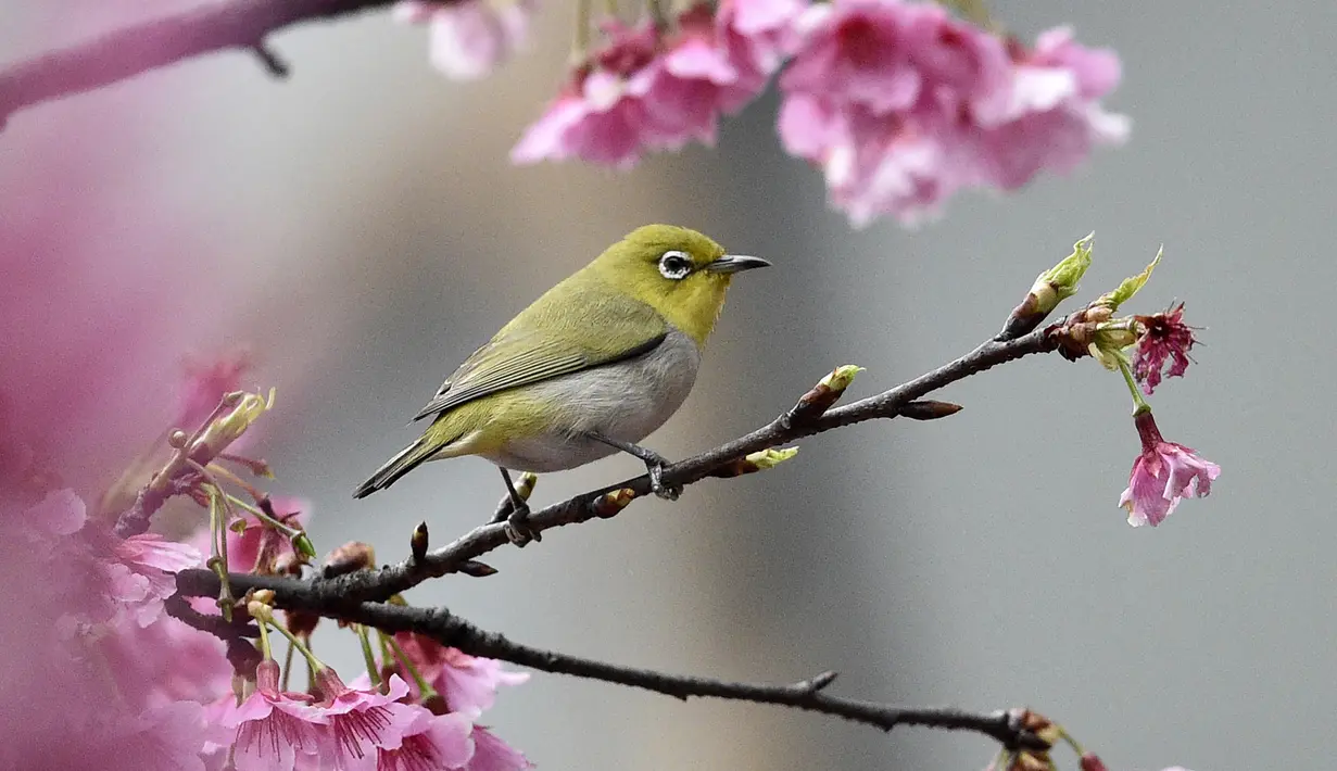 Seekor burung Pleci Jepang (Zosterops Japonicus) bertengger di sebuah pohon di Taipe, Kamis (9/3). Burung Pleci Jepang sering disebut juga sebagai Burung Kacamata. (AFP PHOTO / Sam YEH)