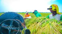 Petani panen padi. (Dok. Kementan)