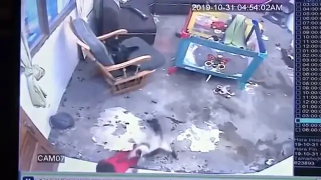 kucing selamatkan bayi