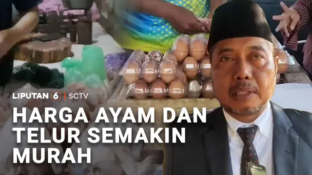 Harga Ayam dan Telur Semakin Murah