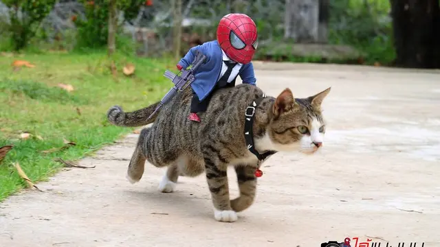 Seniman Ini Potret Boneka Spiderman dengan Kucing, 7 Hasilnya Kocak