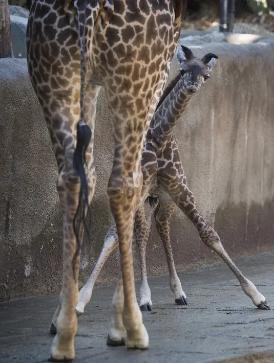 Anak jerapah masai betina berusia dua minggu, yang masih belum disebutkan namanya, melakukan debut publiknya di Kebun Binatang LA di Los Angeles, California (18/10/2019). Jerapah Masai adalah mamalia darat tertinggi. (AFP Photo/Mark Ralston)