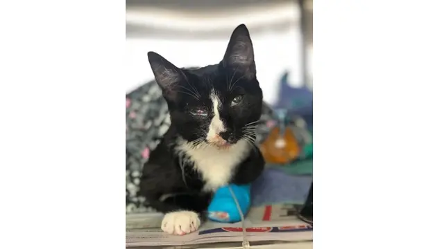 Ditemukan Pemiliknya di Mesin Cuci yang Menyala, Keadaan Kucing Ini Bikin Usap Dada