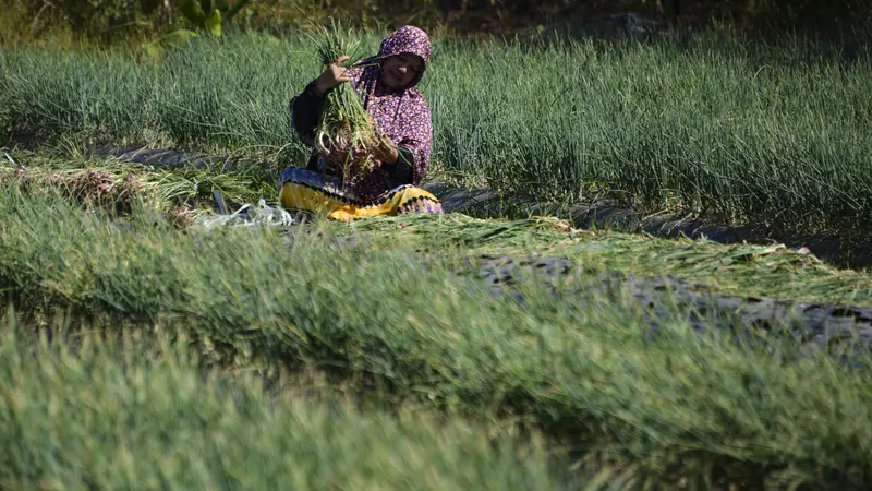 Geliat Petani Bawang di Aceh