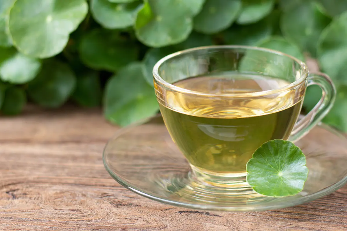 teh daun binahong