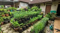 Cara Mengatasi Tanaman Cabai yang Subur tapi Tidak Berbuah, Begini Triknya