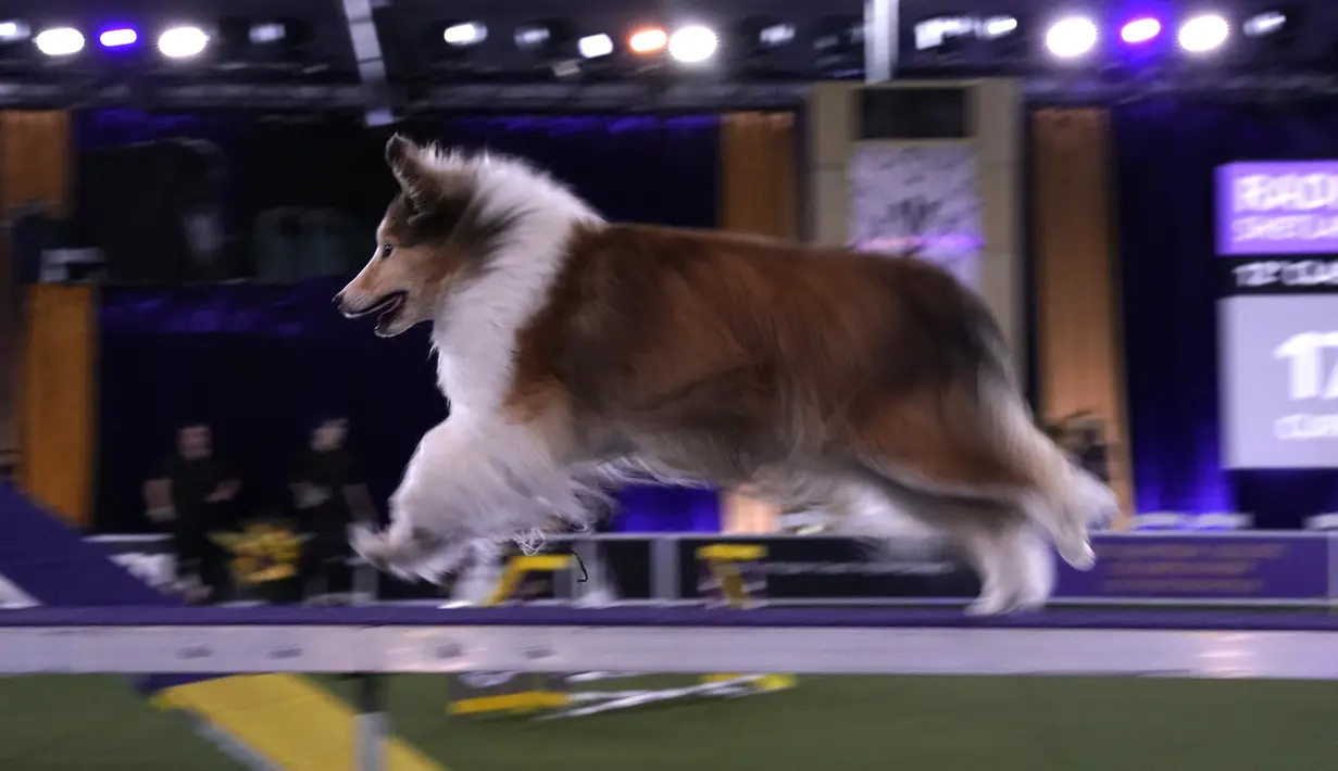 Seekor anjing gembala Shetland saat Kejuaraan Kelincahan Master Tahunan ke-8 dalam Westminster Kennel Club Dog Show di Lyndhurst Estate, Tarrytown, New York, AS, 11 Juni 2021. Pandemi COVID-19 membuat Westminster Kennel Club Dog Show tahun ini digelar tanpa penonton. (TIMOTHY A. CLARY/AFP)