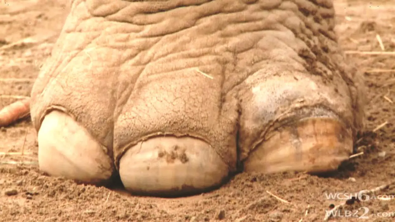 Ilustrasi kaki hewan gajah 