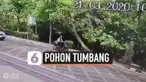 POHON TUMBANG