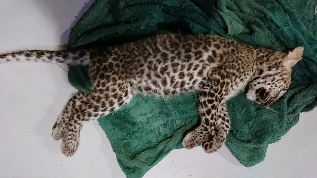 Bayi leopard selundupan yang akhirnya mati setelah dirawat di Kebun Binatang Kasang Kulim.