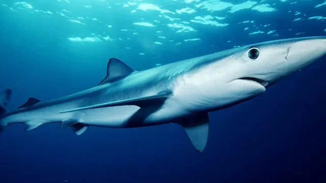 Foto: copyright wikimedia.com