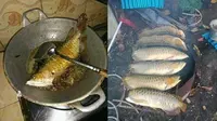 6 Momen Absurd Masak Arwana, Pencinta Ikan Hias Menangis Darah (IG/recehan.ku)