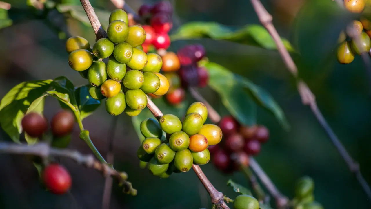 Apakah Itu Sistem Agroforestri yang Diterapkan di Perkebunan Kopi?