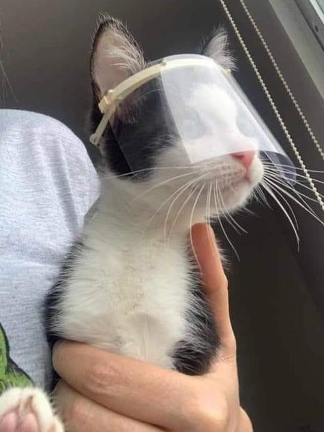6 Potret Lucu Kucing Pakai Masker hingga Face Shield, Ikut Cegah Virus