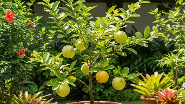 Ide Kebun Tabulampot di Halaman Belakang Rumah