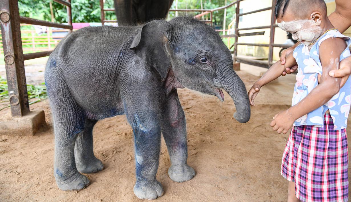 <p>Bayi gajah kembar yang lahir minggu lalu di kamp kayu di Myanmar berkembang pesat setelah beberapa hari pertama yang tidak stabil di dunia, kata para pejabat kepada AFP pada hari Kamis. (Sai Aung MAIN / AFP)</p>