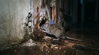 8 Celah Rumah yang Bisa Jadi Jalan Masuk Tikus Saat Musim Hujan, Periksa Baik-Baik