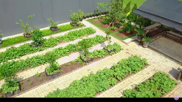 Potret Kebun Organik Milik Prilly Latuconsina, Ada Sayur Hingga Buah-buahan. (Sumber: YouTube/Prilly Latuconsina)