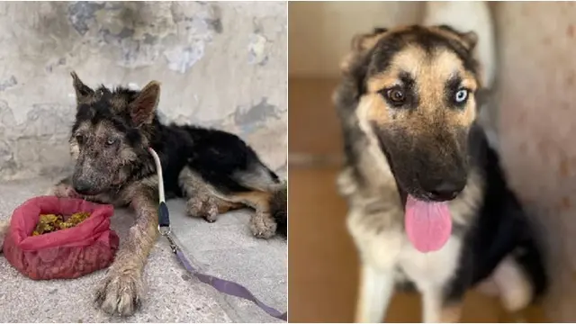 Potret Haru 6 Anjing Sebelum dan Sesudah Diadopsi, Kondisi Jadi Lebih Baik