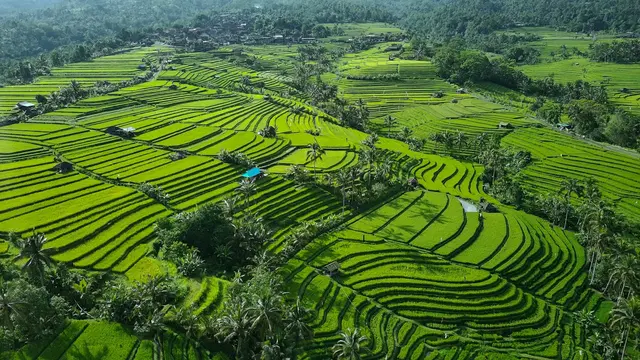 Jatiluwih Rice Terrace