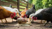Cara Mengolah Bekicot sebagai Pakan Ayam dan Bebek, Hemat dan Bernutrisi Tinggi