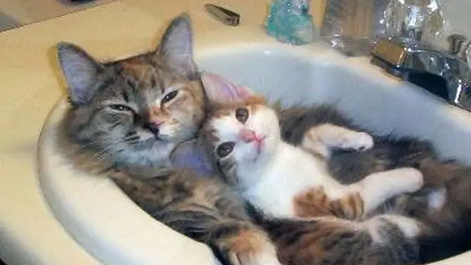 5 Hal yang Buktikan Kucing Itu Keren!